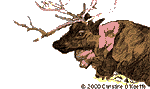 [Reindeer Illustration - 12k]